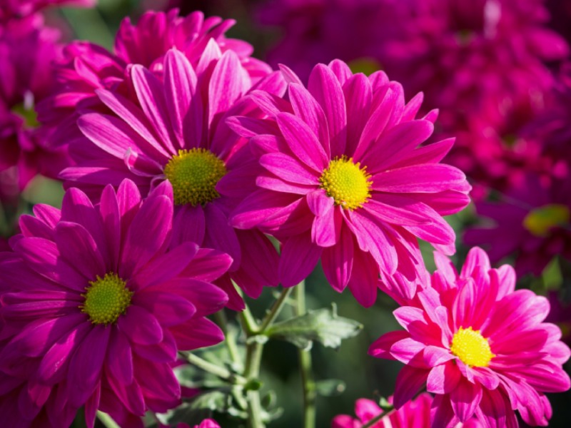 Pink chrysanthemums daisy flower